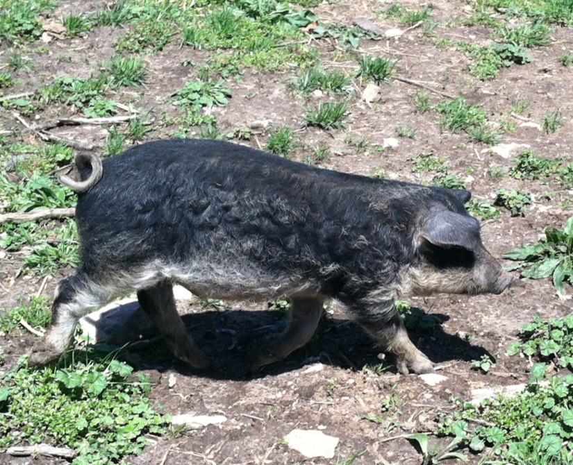 Mangalitsa piglets for sale